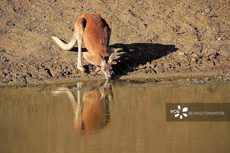 红袋鼠（Macropus rufus），成年雄性在澳大利亚新南威尔士斯特特国家公园水边饮水图片素材