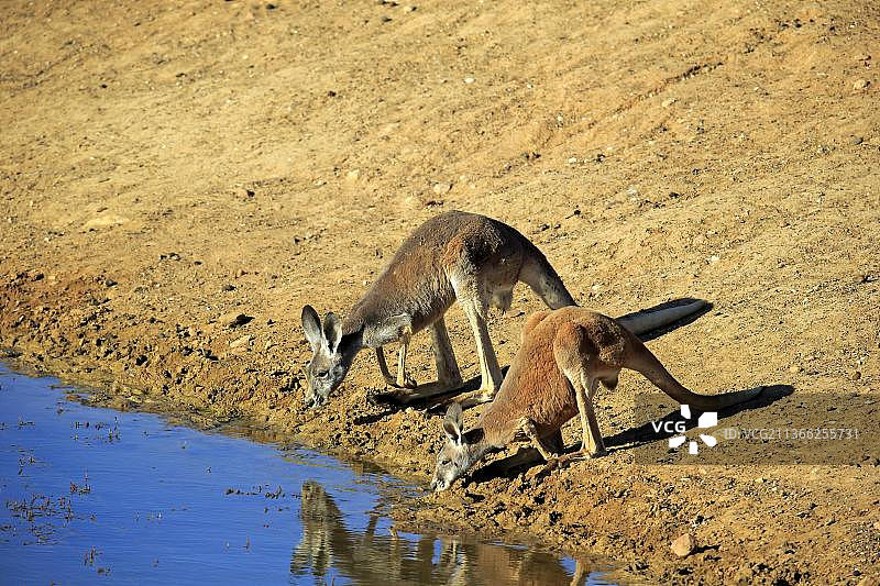 红袋鼠在水中饮水，澳大利亚新南威尔士州斯特特国家公园图片素材
