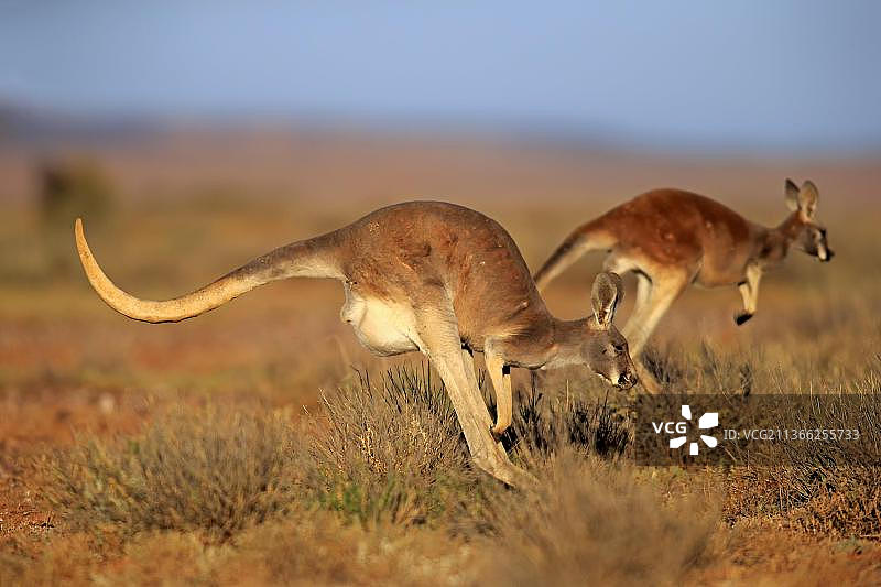 红袋鼠，成年袋鼠跳跃，位于新南威尔士州斯特特国家公园图片素材