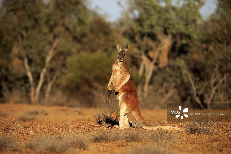 红袋鼠（Macropus rufus），成年雄性警惕，斯特特国家公园，新南威尔士州，澳大利亚，大洋洲图片素材