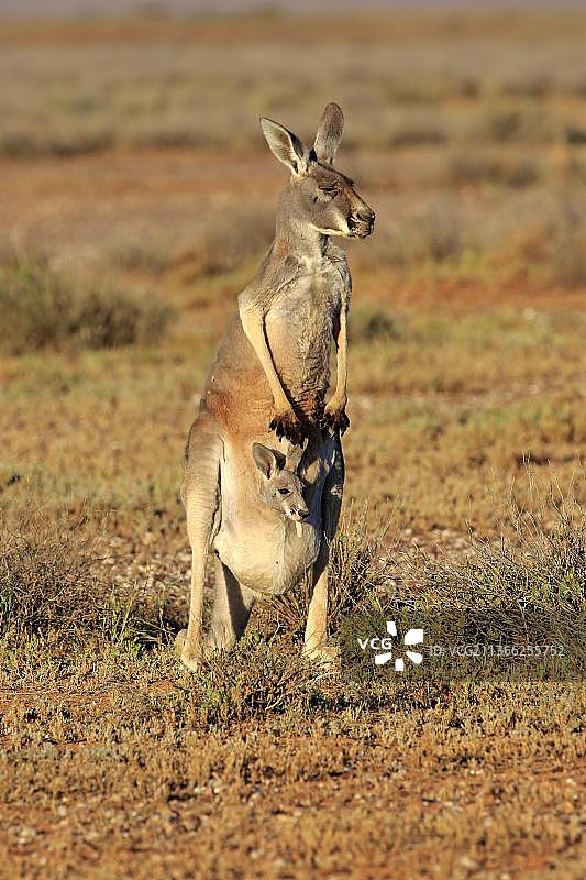 红袋鼠，带幼崽的雌性，幼崽从育儿袋中向外看，澳大利亚新南威尔士斯特国家公园图片素材