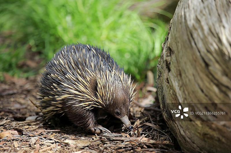 澳洲洛夫蒂山觅食的短吻针鼹图片素材