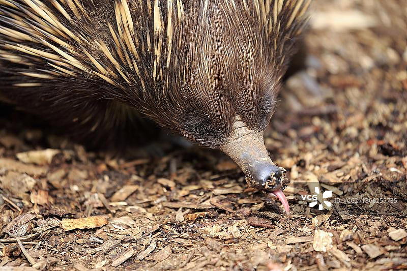 短吻针鼹，澳大利亚图片素材