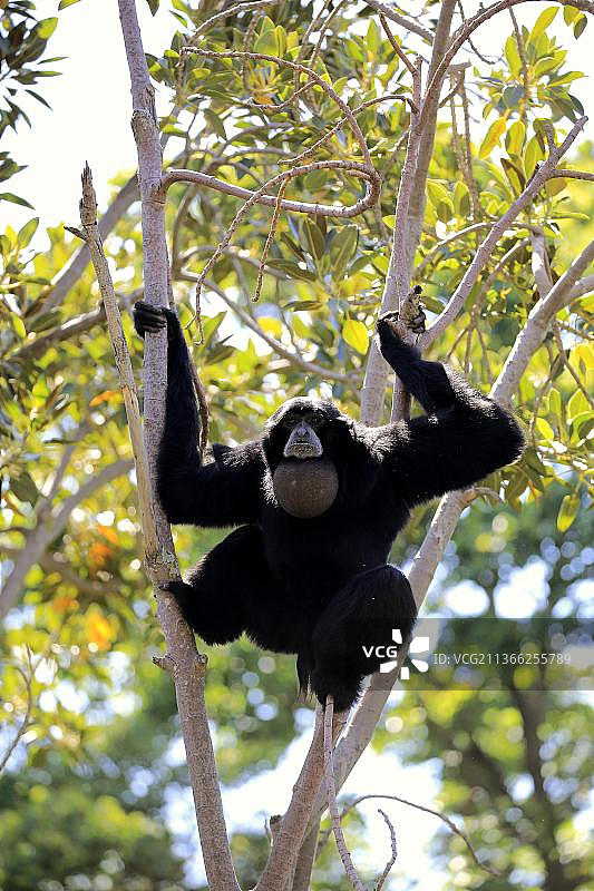 东南亚树上啼叫的成年合趾猿图片素材