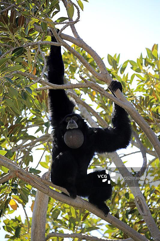 东南亚树上啼叫的成年合趾猿图片素材
