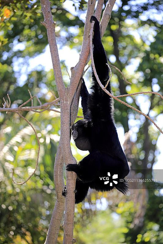 东南亚树上啼叫的成年合趾猿图片素材