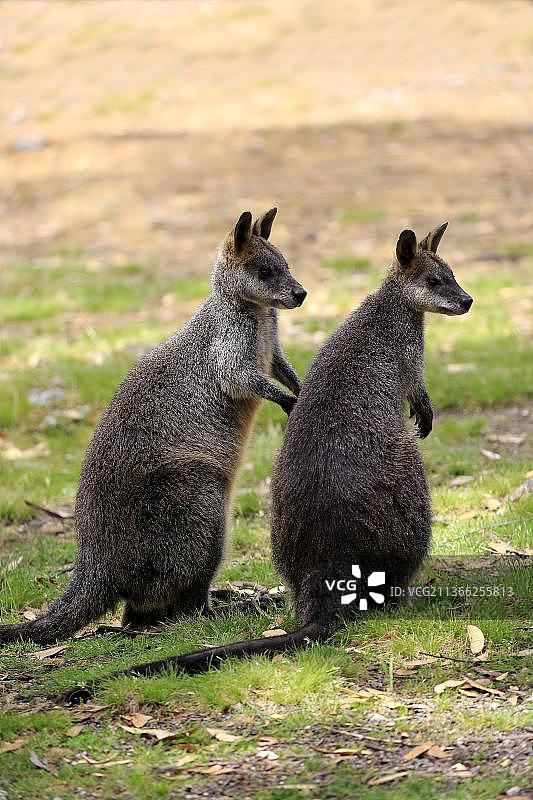 沼泽沙袋鼠（Wallabia bicolor），成年夫妇，Lofty山，澳大利亚，大洋洲图片素材