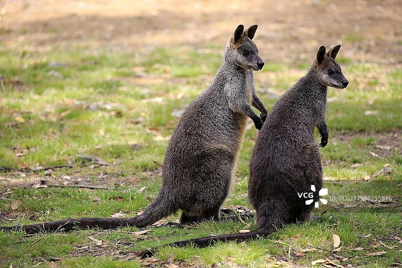 澳大利亚南澳大利亚洛夫蒂山沼泽沙袋鼠成年夫妇图片素材