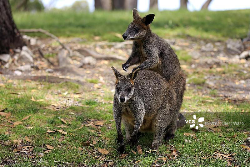 沼泽沙袋鼠情侣，位于澳大利亚南洛夫蒂图片素材