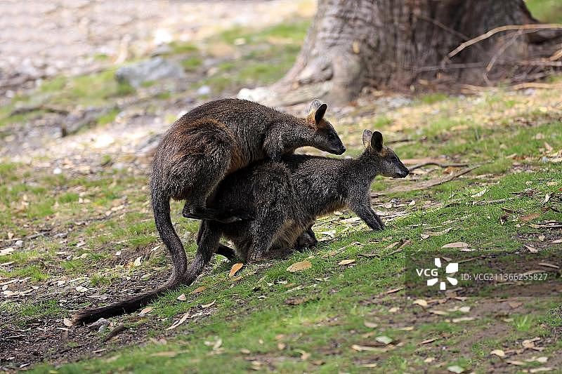 沼泽沙袋鼠求偶展示图片素材