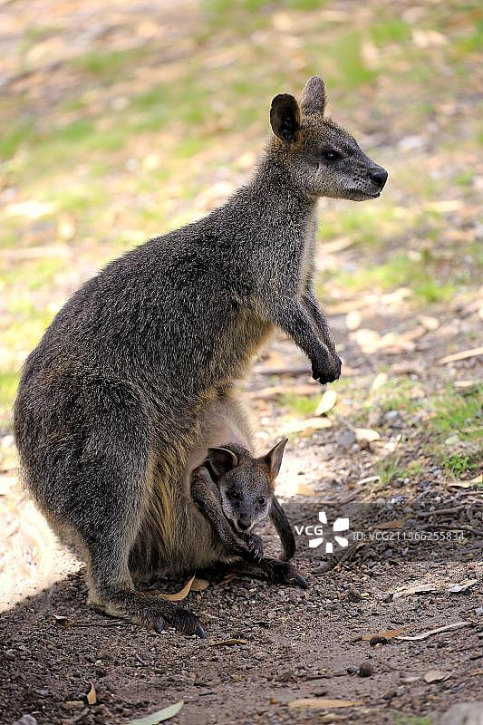 澳大利亚洛夫蒂山带幼崽的雌性沼泽沙袋鼠图片素材