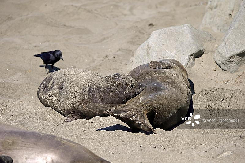 北方象海豹：雌性与幼崽（地点：美国加利福尼亚州）图片素材