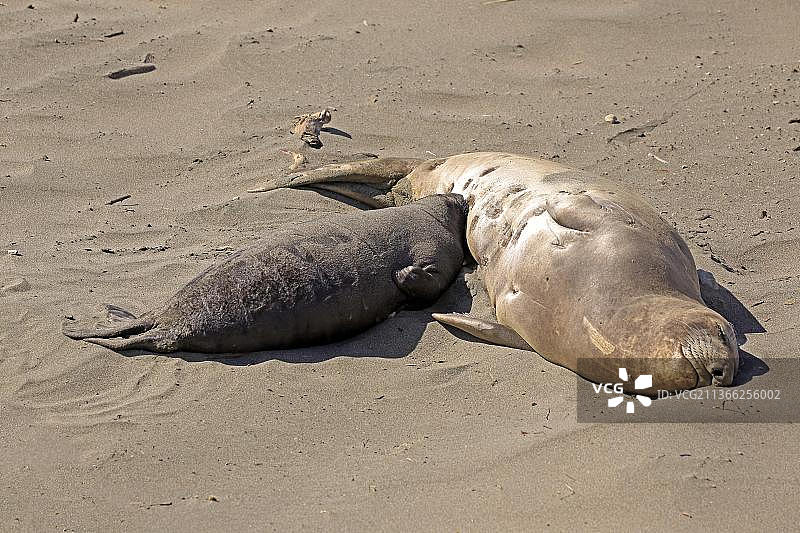 北方象海豹：雌性与幼崽（地点：美国加利福尼亚州）图片素材