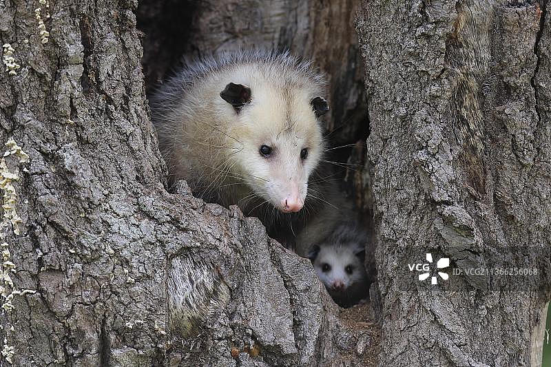 弗吉尼亚负鼠，成年负鼠和小负鼠从树洞里向外看，美国明尼苏达州派恩县，北美图片素材