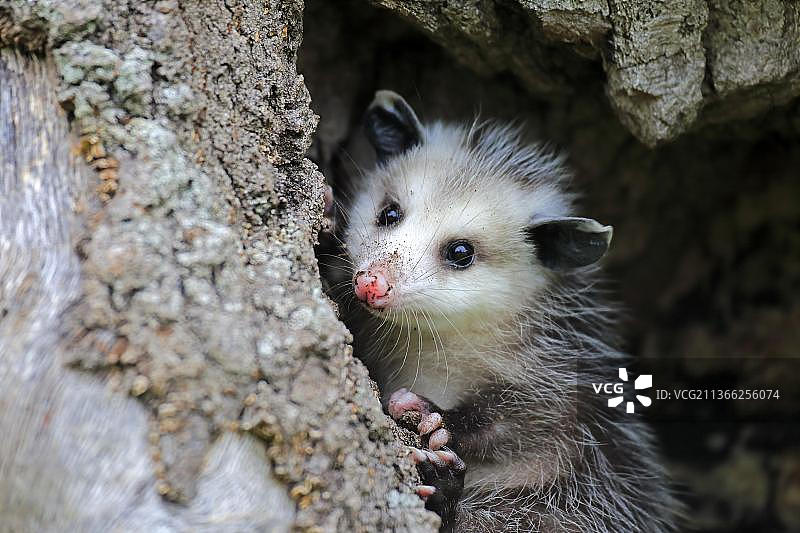 弗吉尼亚负鼠幼崽图片素材