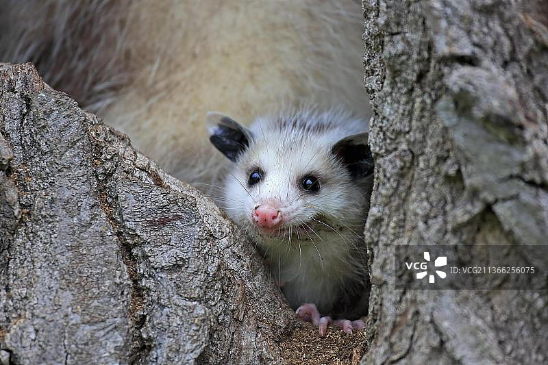 幼年弗吉尼亚负鼠图片素材