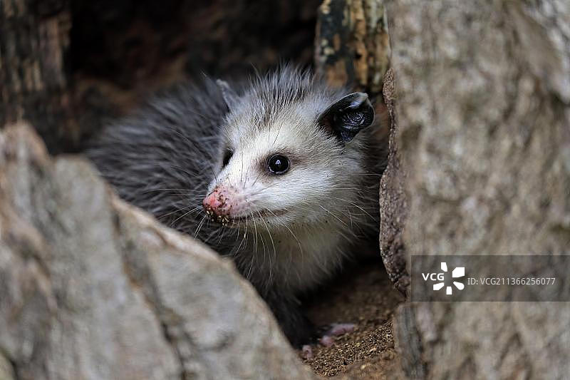 幼年弗吉尼亚负鼠图片素材