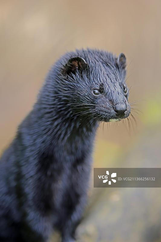 美国水貂，美国明尼苏达州派恩县，北美图片素材