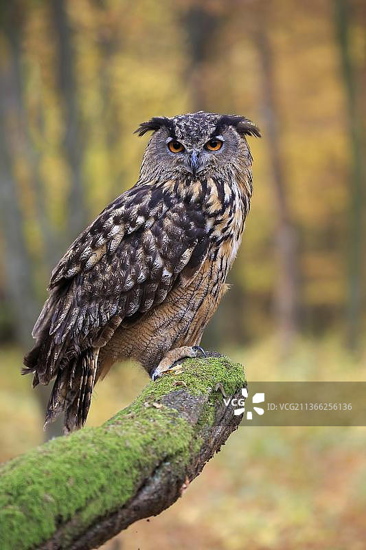 欧亚雕鸮成鸟，栖息于树枝上，斯洛伐克图片素材