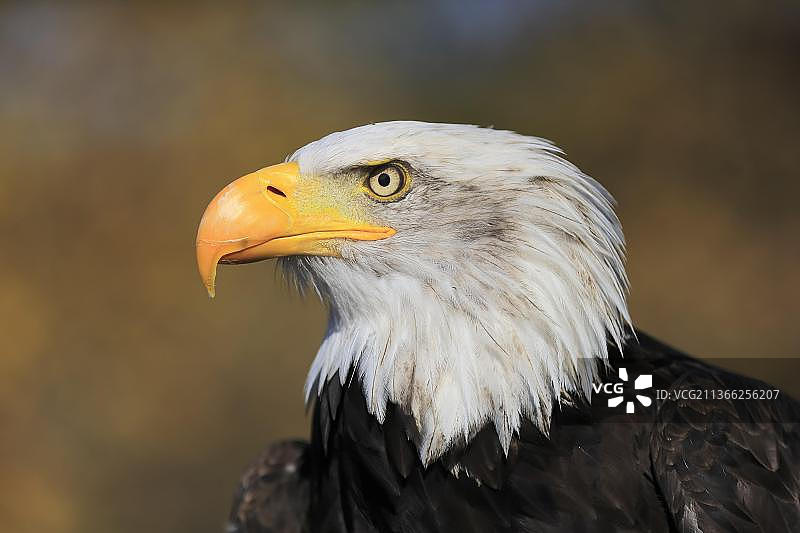 秃鹰（白头海雕），成年，圈养，斯洛伐克共和国里马夫斯卡索博塔，欧洲图片素材