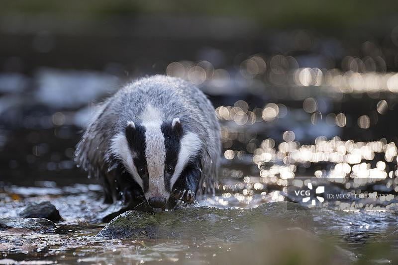 欧洲狗獾（Meles meles）在湖边，捷克共和国，欧洲图片素材
