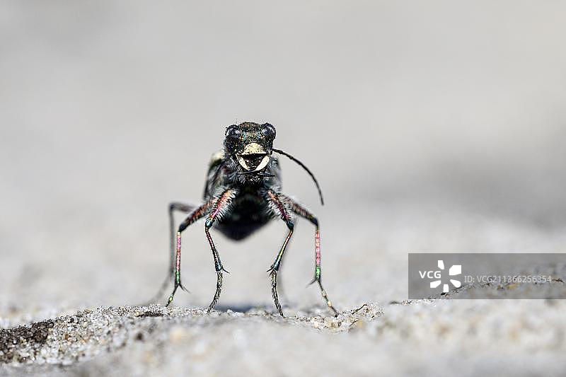 沙丘虎甲虫图片素材
