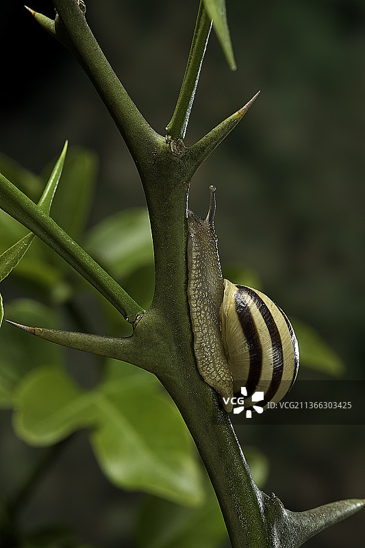 approaching a thorn图片素材