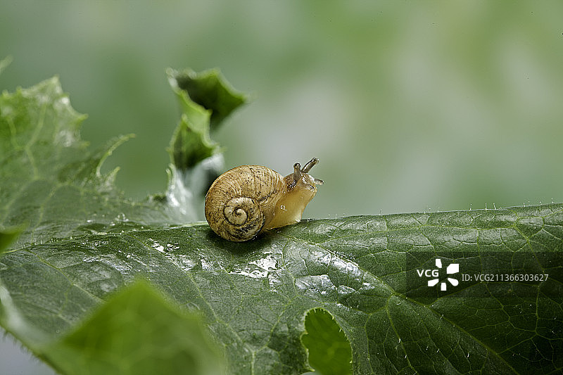 三周大的巨型非洲蜗牛图片素材