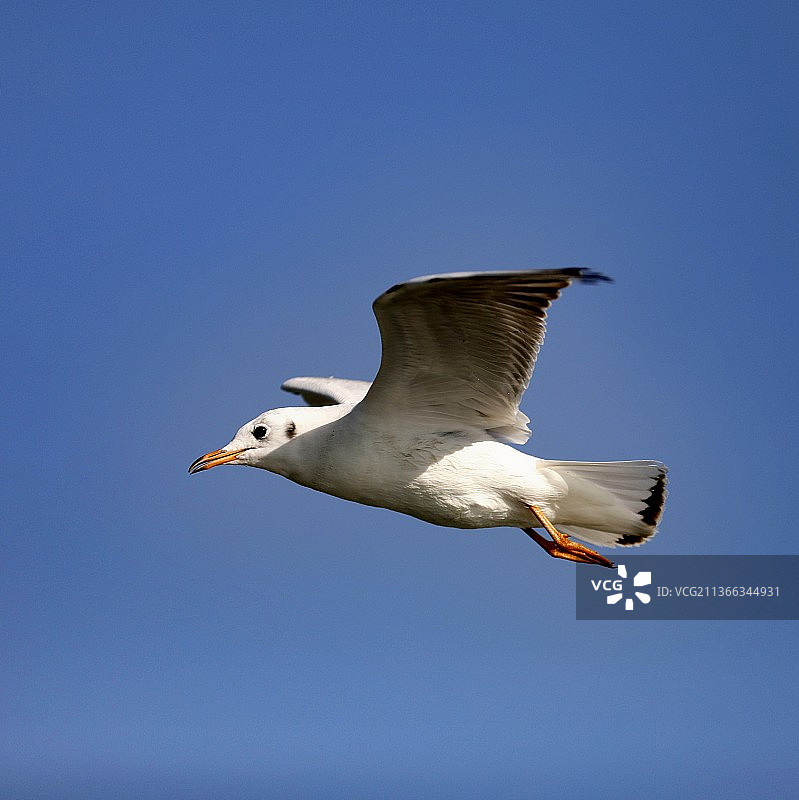 红嘴鸥凌空雄姿图片素材