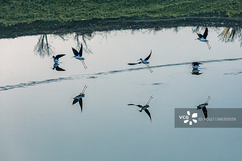 黑翅长脚鹬图片素材