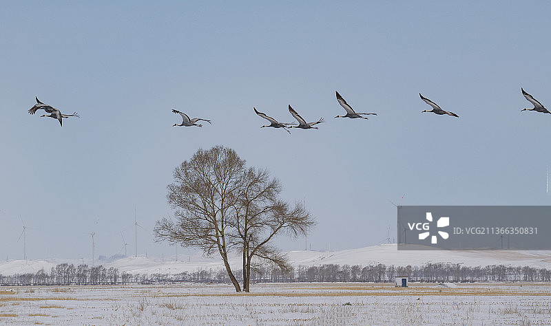 一株孤树和一行白枕鹤图片素材
