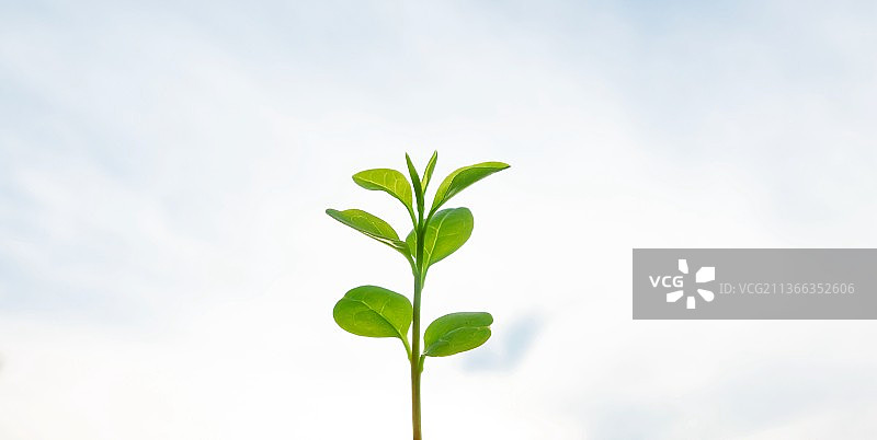 蓝天背景手里拿着一片嫩绿叶子图片素材