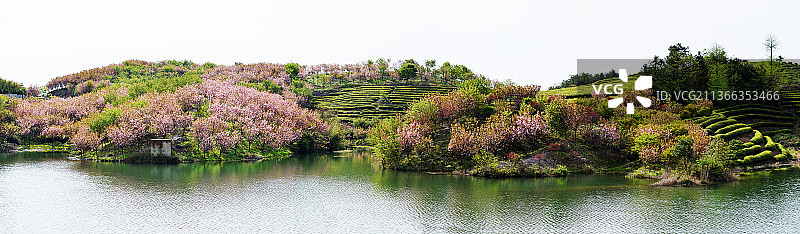 上马岗樱花图片素材