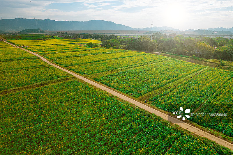 深圳光明欢乐田园油菜花田清晨航拍全景图片素材