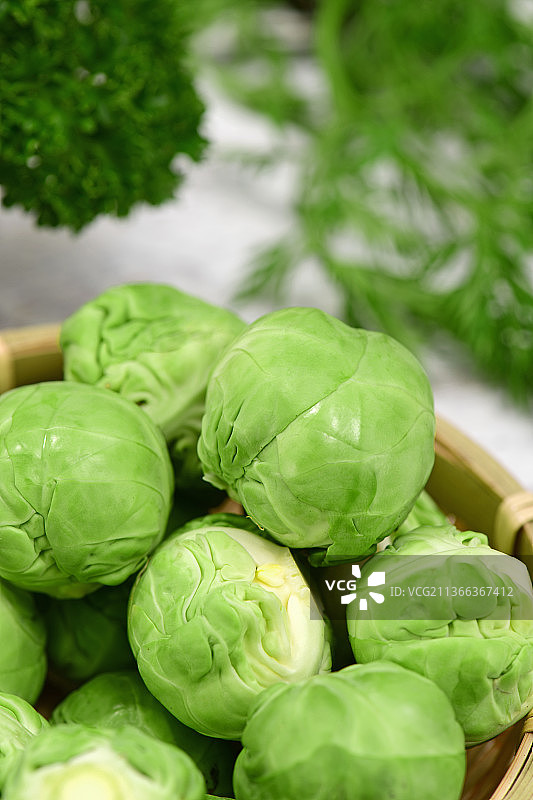 孢子甘蓝图片素材