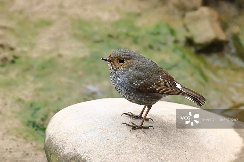 红尾水鸲图片素材