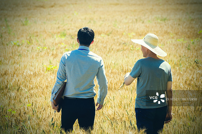 科研人员和农民在麦田里交流技术的背影图片素材
