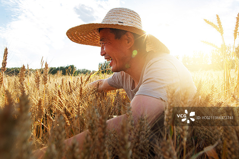 麦田里农民洋溢着丰收的喜悦图片素材