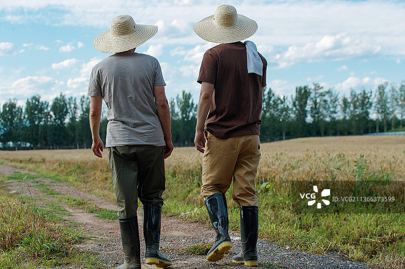 科研人员和农民在麦田里交流技术的背影图片素材