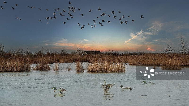 《湿地之美》图片素材