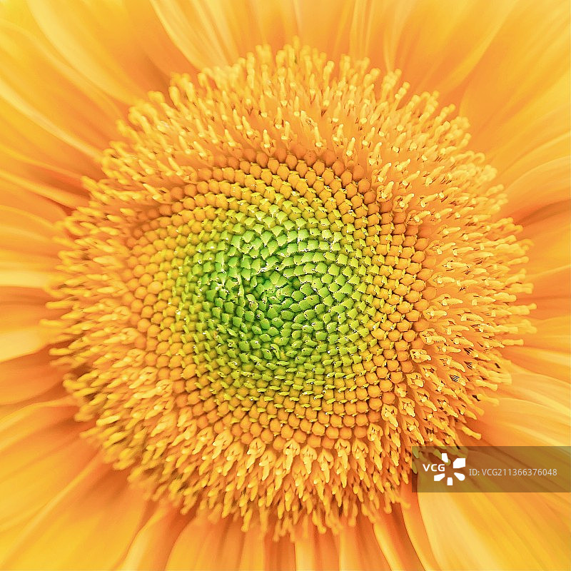 葵之韵图片素材