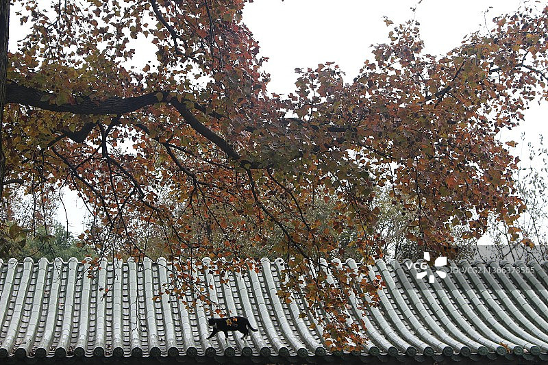 一只猫图片素材