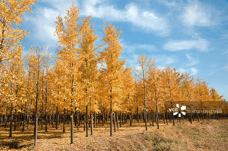 银杏林图片素材