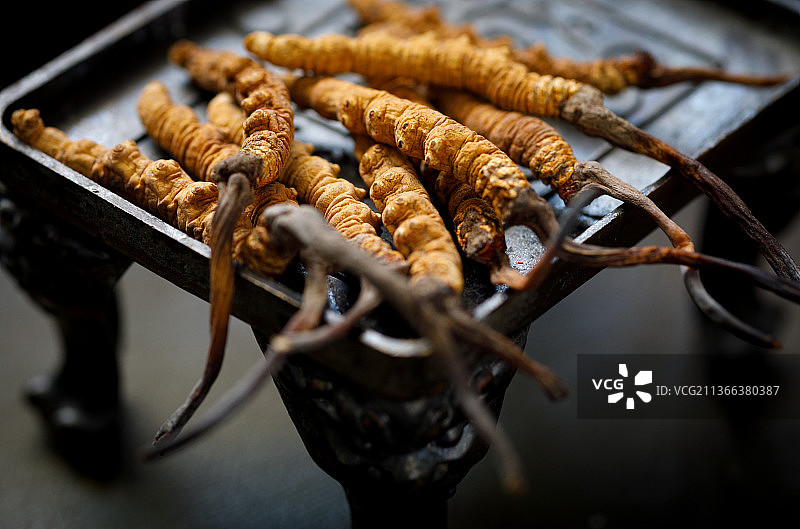 冬虫夏草图片素材