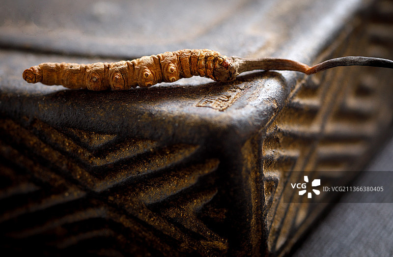 冬虫夏草图片素材