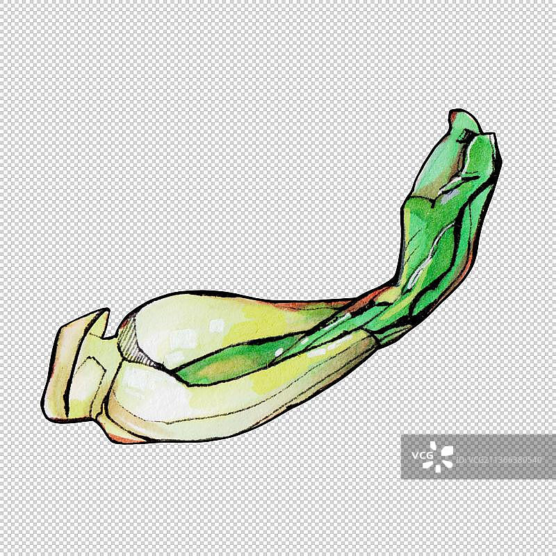 绿叶蔬菜 小白菜 香菜 生菜 美食食物餐饮菜单饮食图片素材