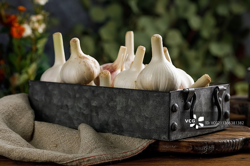 紫皮大蒜图片素材