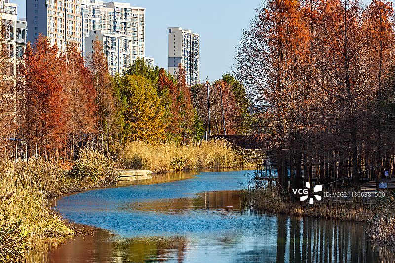 嘉定新城公园杉树图片素材