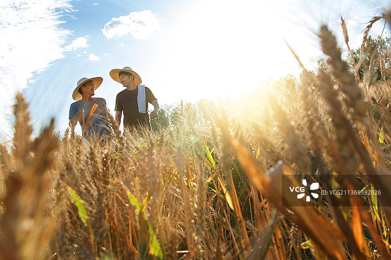 科研人员和农民在麦田里交流技术图片素材