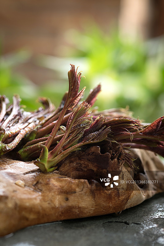春天新鲜的香椿图片素材
